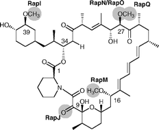 Graphical abstract: Rapamycin biosynthesis: elucidation of gene product function