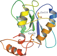 Graphical abstract: Three-dimensional structure of HIV-1 VIF constructed by comparative modeling and the function characterization analyzed by molecular dynamics simulation
