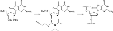 Graphical abstract: Synthesis, oligonucleotide incorporation and base pair stability of 7-methyl-8-oxo-2′-deoxyguanosine