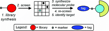 Graphical abstract: Marked small molecule libraries: a truncated approach to molecular probe design