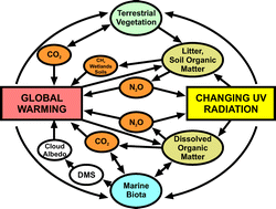Graphical abstract: Interactive effects of solar UV radiation and climate change on biogeochemical cycling