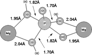 Graphical abstract: The role of metal ions in phosphate ester hydrolysis