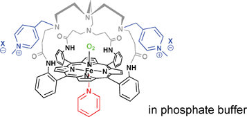 Graphical abstract: Dioxygen binding of water-soluble iron(ii) porphyrins in phosphate buffer at room temperature