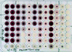 Graphical abstract: Intra-laboratory evaluation of Microbial Assay for Risk Assessment (MARA) for potential application in the implementation of the Water Framework Directive (WFD)