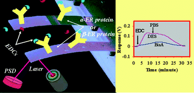 Graphical abstract: Development of a nanomechanical biosensor for analysis of endocrine disrupting chemicals