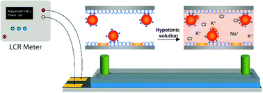 Graphical abstract: Cell detection and counting through cell lysate impedance spectroscopy in microfluidic devices
