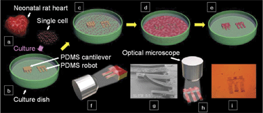 Graphical abstract: Establishment of a fabrication method for a long-term actuated hybrid cell robot