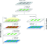 Graphical abstract: Generation of static and dynamic patterned co-cultures using microfabricated parylene-C stencils