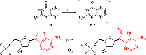 Graphical abstract: Photosensitization of 2′-deoxyadenosine-5′-monophosphate by pterin