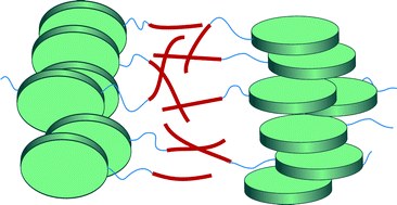 Graphical abstract: Local lamellar organisation of discotic mesogens carrying fluorinated tails