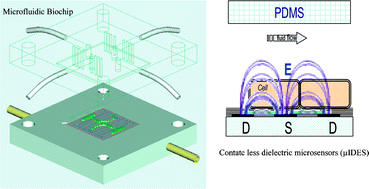 Graphical abstract: Development of a microfluidic biochip for online monitoring of fungal biofilm dynamics