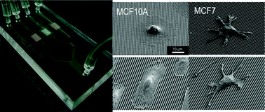 Graphical abstract: Label-free, microfluidic separation and enrichment of human breast cancer cells by adhesion difference