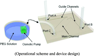 Graphical abstract: Gradient generation by an osmotic pump and the behavior of human mesenchymal stem cells under the fetal bovine serum concentration gradient