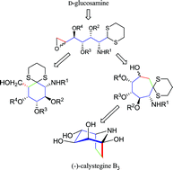 Graphical abstract: d-Glucosamine trimethylene dithioacetal derivatives: formation of six- and seven-membered ring amino carbasugars. Synthesis of (–)-calystegine B3,