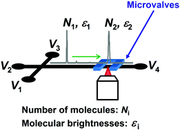 Graphical abstract: Microfluidic separation and capture of analytes for single-molecule spectroscopy