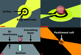 Graphical abstract: Fully automated microchip system for the detection of quantal exocytosis from single and small ensembles of cells