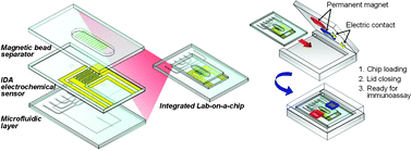 Graphical abstract: A polymer lab-on-a-chip for magnetic immunoassay with on-chip sampling and detection capabilities