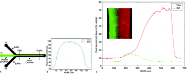 Graphical abstract: Model-controlled hydrodynamic focusing to generate multiple overlapping gradients of surface-immobilized proteins in microfluidic devices