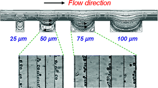 Graphical abstract: Microcirculation within grooved substrates regulates cell positioning and cell docking inside microfluidic channels