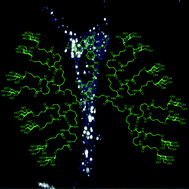 Graphical abstract: Direct solid-phase synthesis and fluorescence labeling of large, monodisperse mannosylated dendrons in a peptide synthesizer