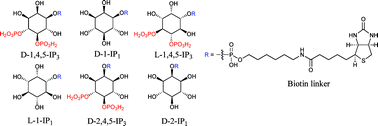 Graphical abstract: Design and synthesis of biotinylated inositol phosphates relevant to the biotin–avidin techniques