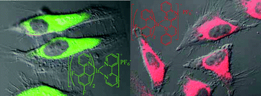 Graphical abstract: Cationic iridium(iii) complexes for phosphorescence staining in the cytoplasm of living cells