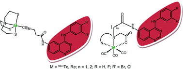 Graphical abstract: Rhenium and technetium complexes bearing quinazoline derivatives: progress towards a 99mTc biomarker for EGFR-TK imaging