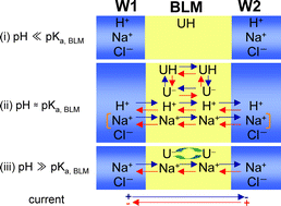 Graphical abstract: Electrochemical elucidation on the mechanism of uncoupling caused by hydrophobic weak acids