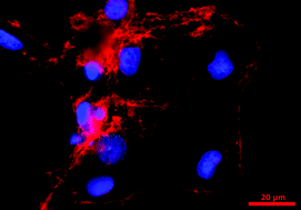 Graphical abstract: Textural guidance cues for controlling process outgrowth of mammalian neurons