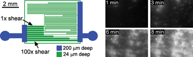 Graphical abstract: Microfluidic devices for studies of shear-dependent platelet adhesion