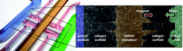 Graphical abstract: Cell migration into scaffolds under co-culture conditions in a microfluidic platform