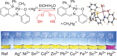 Graphical abstract: An organopalladium chromogenic chemodosimeter for the selective naked-eye detection of Hg2+ and MeHg+ in water–ethanol 1 : 1 mixture