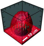 Graphical abstract: Live cell lithography: Using optical tweezers to create synthetic tissue