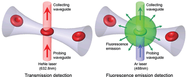 Graphical abstract: Single cell detection using a glass-based optofluidic device fabricated by femtosecond laser pulses