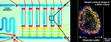 Graphical abstract: An integrated microfluidic culture device for quantitative analysis of human embryonic stem cells