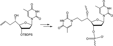Graphical abstract: Nucleic acid secondary structures containing the double-headed nucleoside 5′(S)-C-(2-(thymin-1-yl)ethyl)thymidine