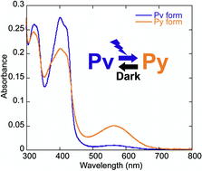 Graphical abstract: Characterization of the photoactive GAF domain of the CikA homolog (SyCikA, Slr1969) of the cyanobacteriumSynechocystis sp. PCC 6803