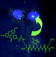 Graphical abstract: Design and synthesis of intrinsically cell-penetrating nucleopeptides