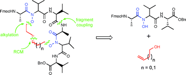 Graphical abstract: Peptide cyclization via ring-closing metathesis: the N-alkenoxy peptide approach