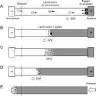 Graphical abstract: In-capillary enrichment, proteolysis and separation using capillary electrophoresis with discontinuous buffers: application on proteins with moderately acidic and basic isoelectric points