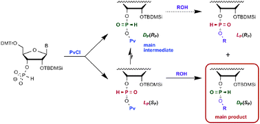 Graphical abstract: The role of nucleophilic catalysis in chemistry and stereochemistry of ribonucleosideH-phosphonate condensation