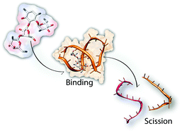 Graphical abstract: Cleavage of RNA oligonucleotides by aminoglycosides