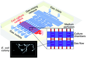 Graphical abstract: Fine temporal control of the medium gas content and acidity and on-chip generation of series of oxygen concentrations for cell cultures