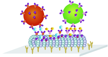 Graphical abstract: Multiplex transport and detection of cytokines using kinesin-driven molecular shuttles