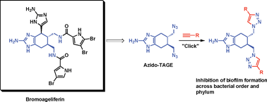 Graphical abstract: Inhibition of Acinetobacter baumannii, Staphylococcus aureus and Pseudomonas aeruginosa biofilm formation with a class of TAGE-triazole conjugates