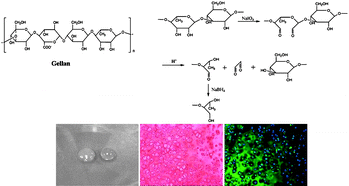 Graphical abstract: An improved injectable polysaccharide hydrogel: modified gellan gum for long-term cartilage regenerationin vitro