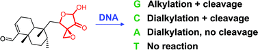 Graphical abstract: Reactivity of clerocidin towards adenine: implications for base-modulated DNA damage