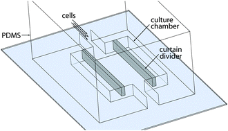 Graphical abstract: Microfabricated curtains for controlled cell seeding in high throughput microfluidic systems