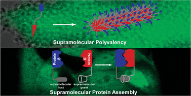 Graphical abstract: Combining supramolecular chemistry with biology
