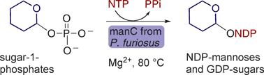 Graphical abstract: Phosphomannose isomerase/GDP-mannose pyrophosphorylase from Pyrococcus furiosus: a thermostable biocatalyst for the synthesis of guanidinediphosphate-activated and mannose-containing sugar nucleotides
